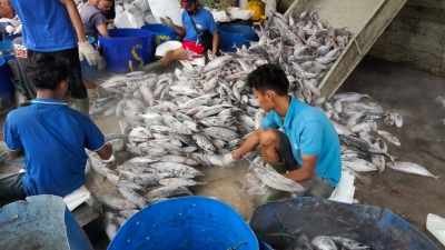 OPINI   Sistem Kontrak Penangkapan Ikan dengan Pencegahan Overfishing