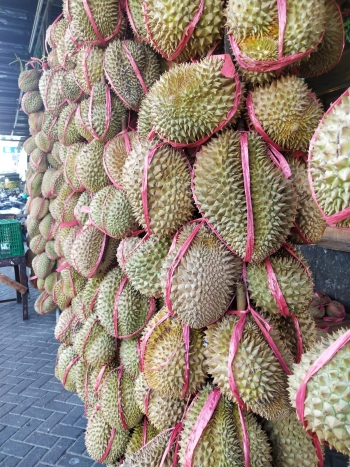 Perusahaan Terapkan Cryogenic untuk Saingi Durian Musang King Malaysia